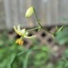 A delicate yellow flower bud and bloom on a slender green stem.