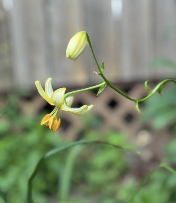 A delicate yellow flower bud and bloom on a slender green stem.