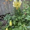 Yellow lily flower blooming in a garden with green leaves and wooden fence.