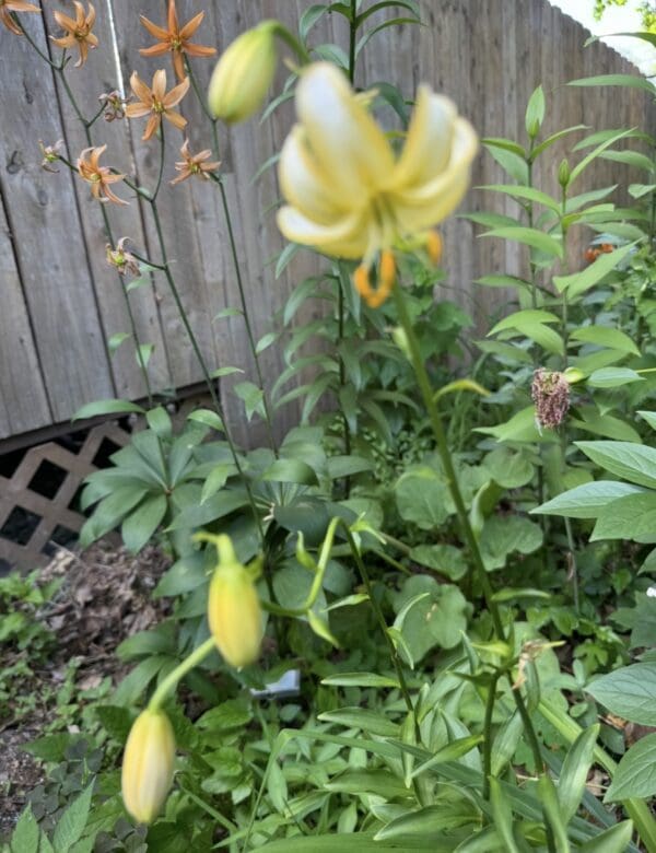 Yellow lily flower blooming in a garden with green leaves and wooden fence.