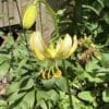 Yellow Turk's cap lilies in bloom with green foliage.
