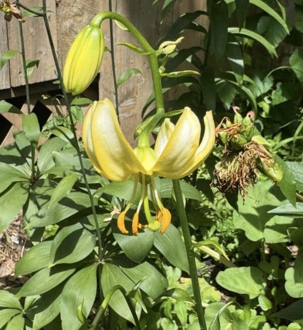 Yellow Turk's cap lilies in bloom with green foliage.