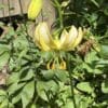 Yellow lilies blooming in a lush green garden.