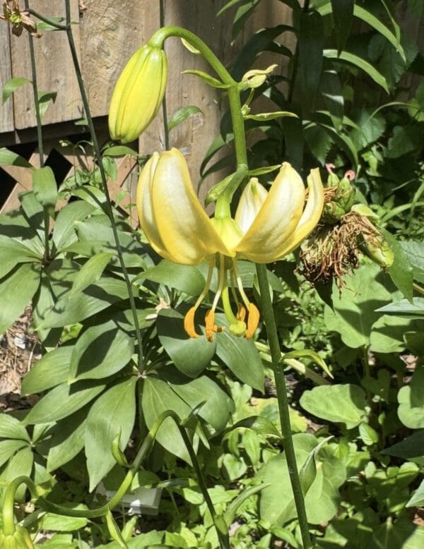 Yellow lilies blooming in a lush green garden.