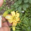 Close-up of a small yellow flower with green leaves in the background.