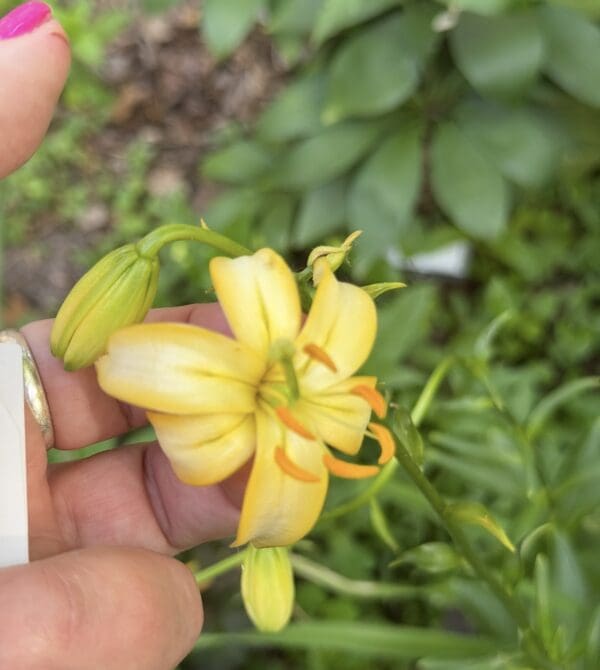 Close-up of a small yellow flower with green leaves in the background.
