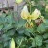 Close-up of a delicate yellow flower with curled petals in a garden.