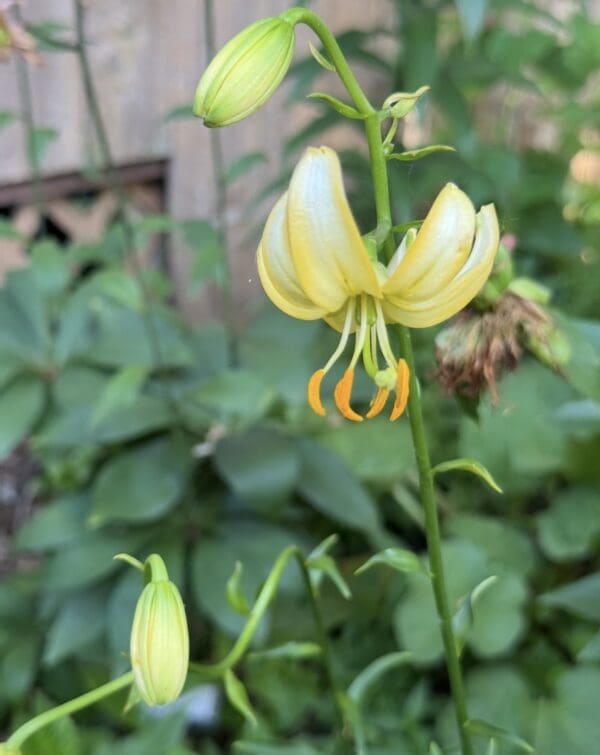 Close-up of a delicate yellow flower with curled petals in a garden.