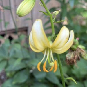 A pale yellow flower with curled petals and prominent stamens.