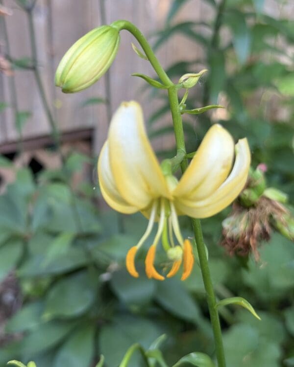 A pale yellow flower with curled petals and prominent stamens.