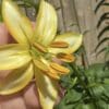 Close-up of a vibrant yellow lily flower with prominent stamens.