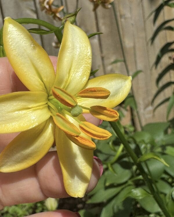Close-up of a vibrant yellow lily flower with prominent stamens.