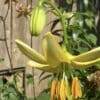 Close-up of a yellow lily flower and bud in a garden.