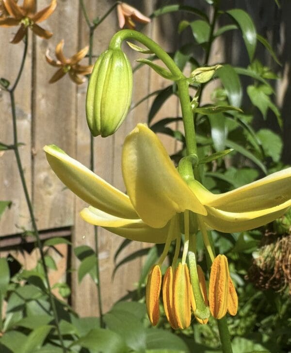 Close-up of a yellow lily flower and bud in a garden.