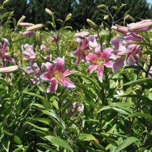 Pink lilies blooming vibrantly in a garden under sunlight.