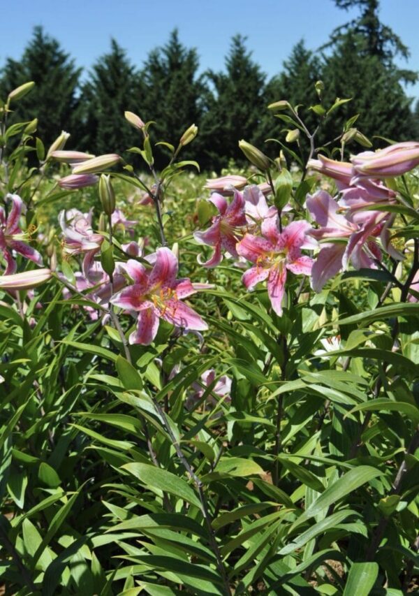 Pink lilies blooming vibrantly in a garden under sunlight.