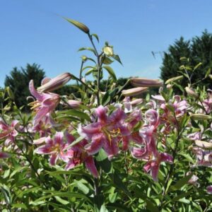 Pink lilies blooming vibrantly under a clear sky.