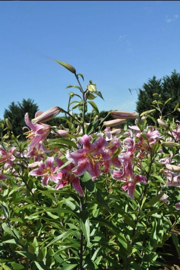 Pink lilies blooming vibrantly under a clear sky.
