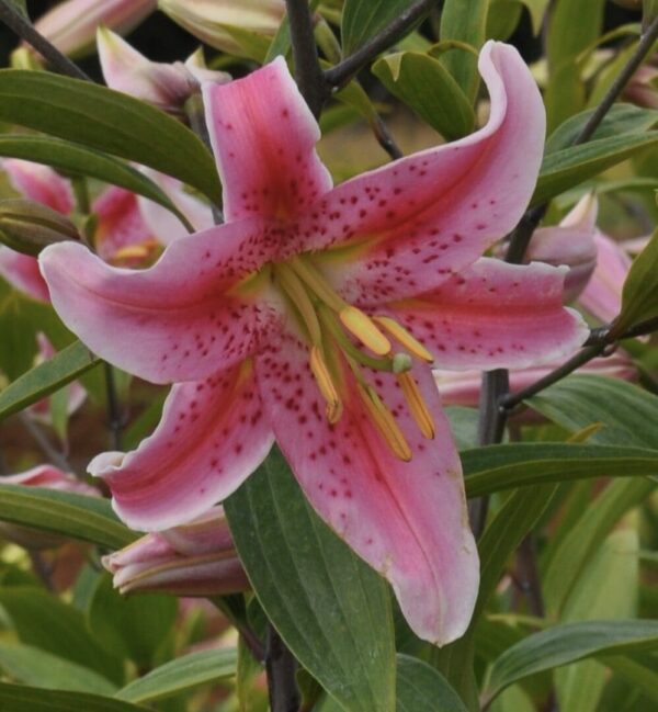 Close-up of a pink lily flower with green leaves.
