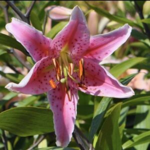 A vibrant pink lily flower blooming outdoors.