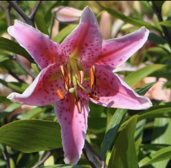 A vibrant pink lily flower blooming outdoors.