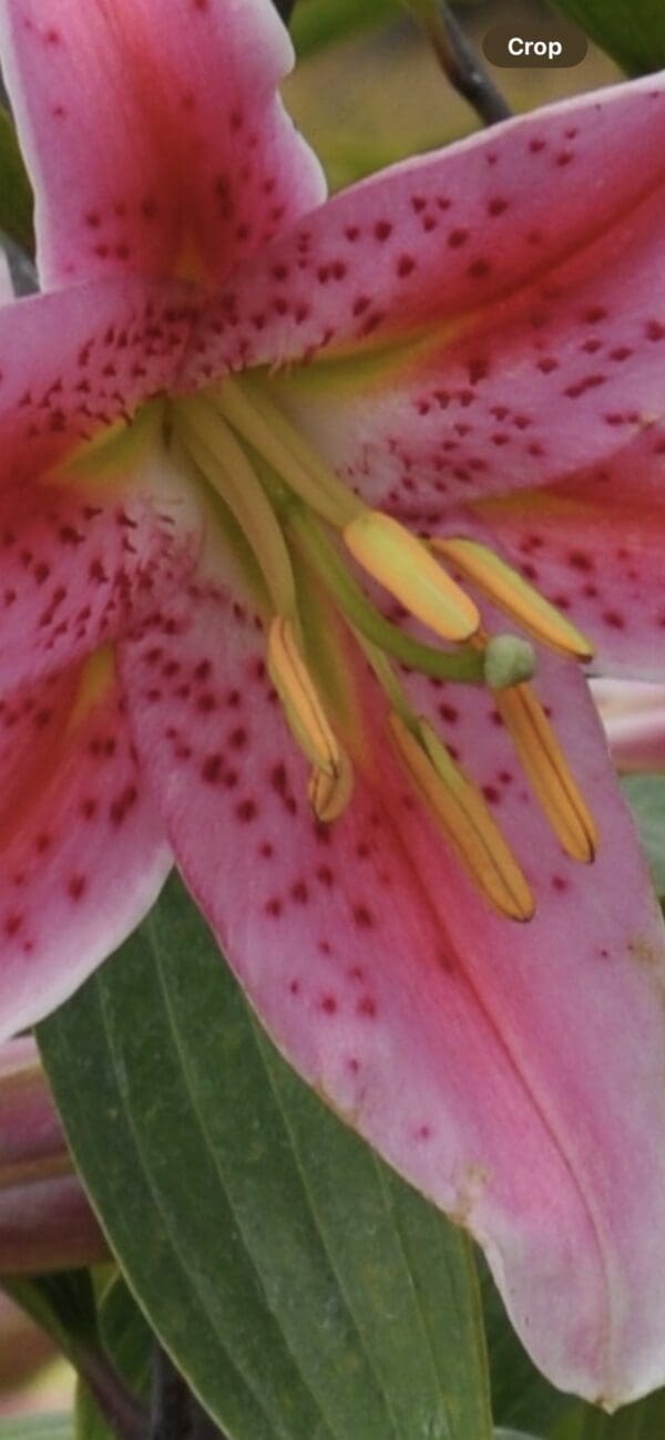 Close-up of a pink lily flower with visible stamens and pistil.