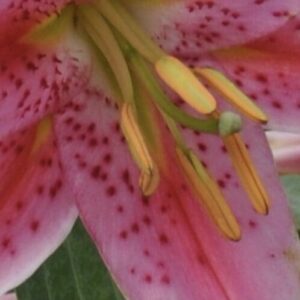 Close-up of a pink lily flower with visible stamens and pistil.