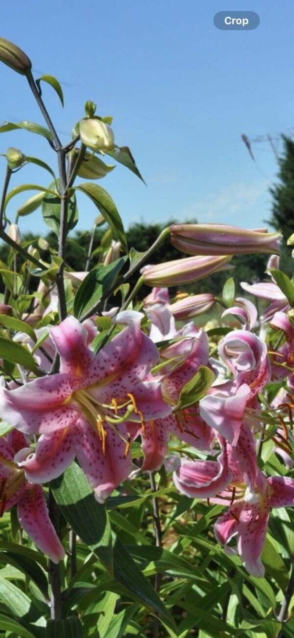 Pink lilies blooming vibrantly in a sunny garden.