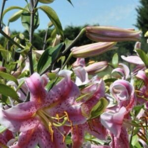 Pink lilies blooming vibrantly in a sunny garden.