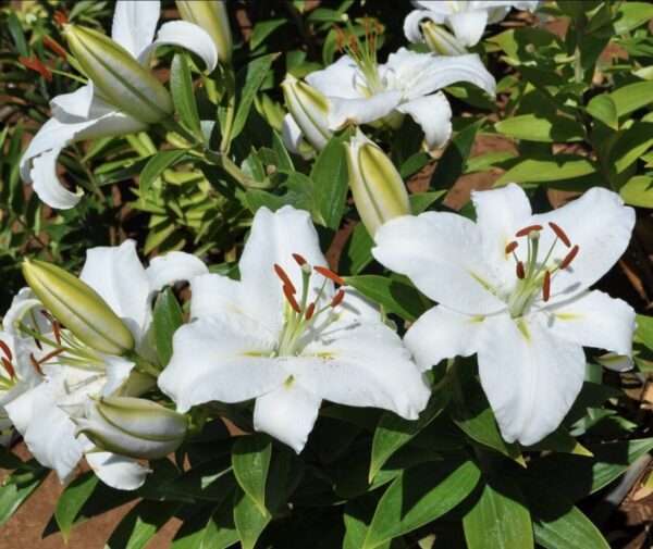 Cluster of white lilies blooming outdoors with green foliage.