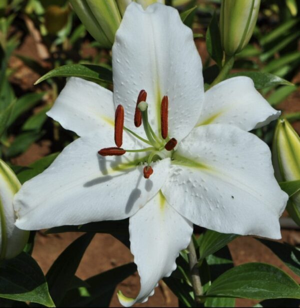 A close-up of a white lily flower with green leaves.