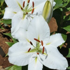 Close-up of white lilies with prominent stamens in a garden.