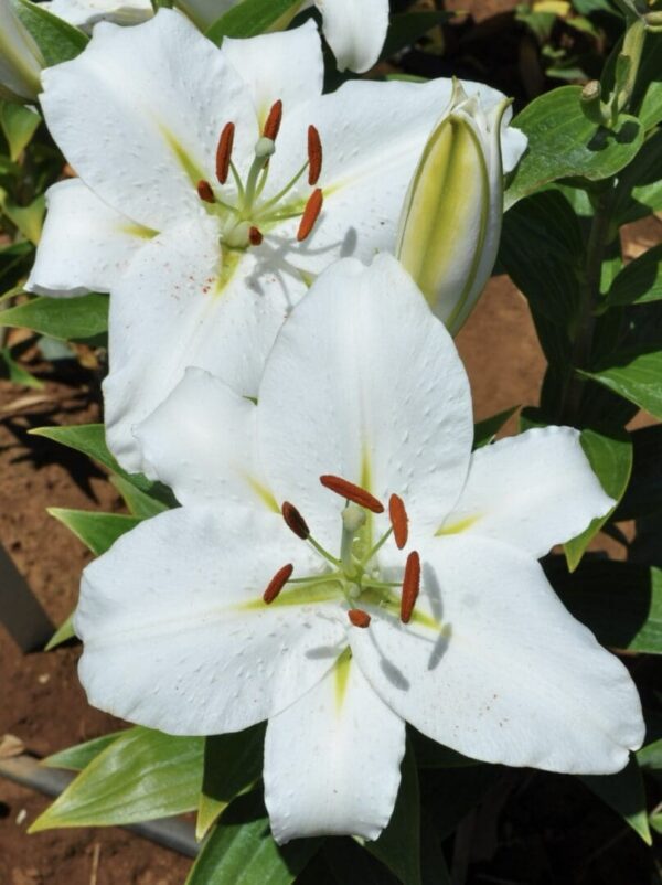 Close-up of white lilies with prominent stamens in a garden.