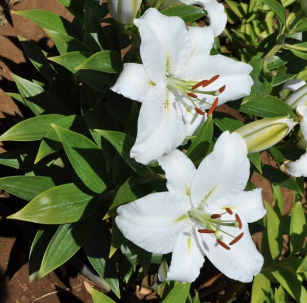 Two white lilies blooming among green leaves in sunlight.