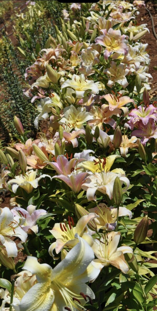 A colorful field of blooming lilies in various pastel shades.