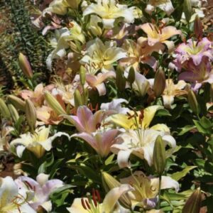 A colorful field of blooming lilies in various pastel shades.