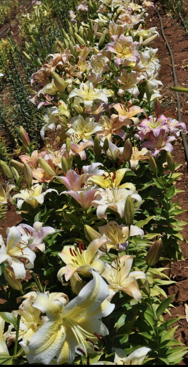 A bed of blooming lilies in various pastel shades.
