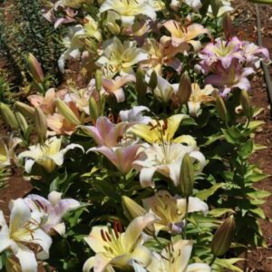 A bed of blooming lilies in various pastel shades.