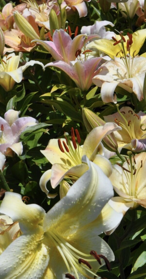 Close-up of delicate white and pale pink lilies in full bloom.