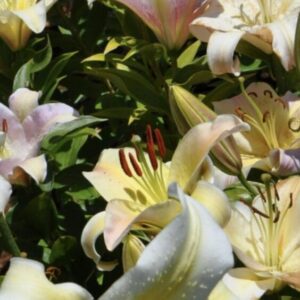 Close-up of delicate white and pale pink lilies in full bloom.