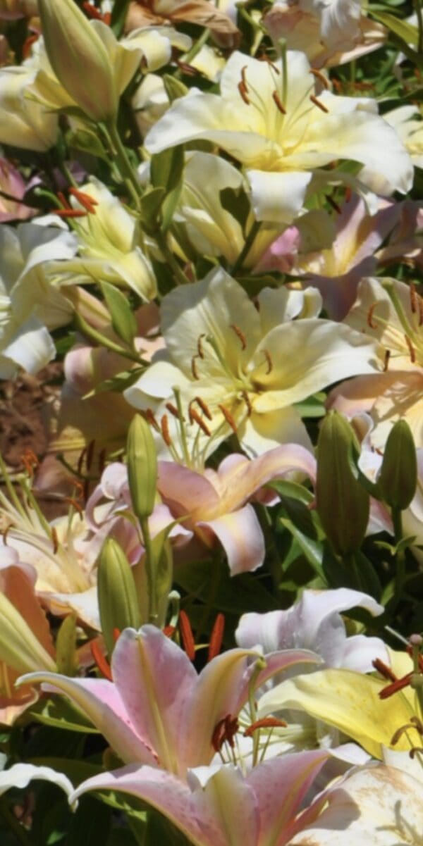 Close-up of blooming lilies with soft yellow and pink hues.