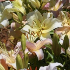 Close-up of blooming lilies with soft yellow and pink hues.