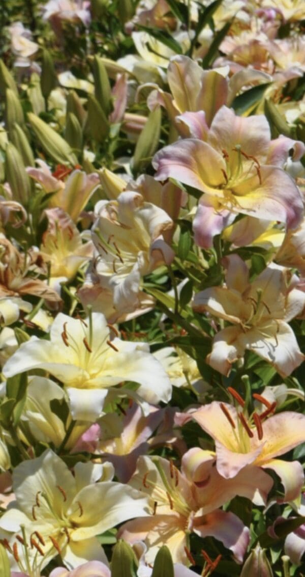 A cluster of pastel-colored flowers blooming in a garden.