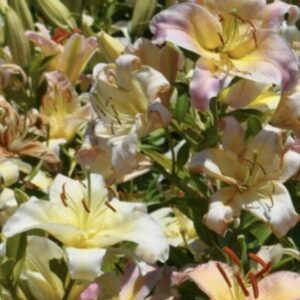 A cluster of pastel-colored flowers blooming in a garden.