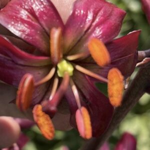 Close-up of a deep maroon flower with prominent orange stamens.
