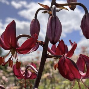 Close-up of dark red lily flowers under a partly cloudy sky.