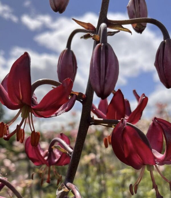 Close-up of dark red lily flowers under a partly cloudy sky.