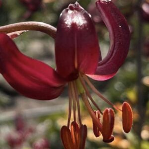 Close-up of a dark red lily flower with prominent stamens.