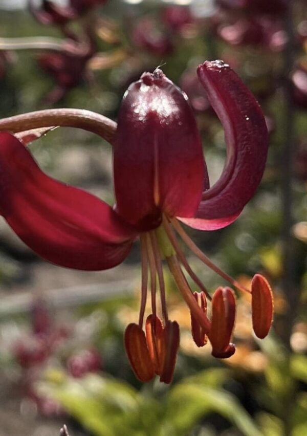 Close-up of a dark red lily flower with prominent stamens.