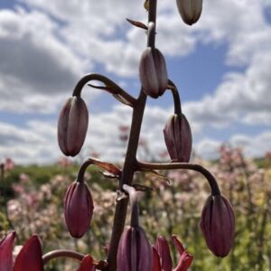 Close-up of dark purple flower buds on a tall stem against a cloudy sky.